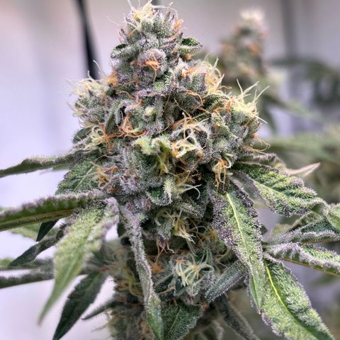 Pink Payton  growlog timeline photo