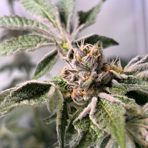 Pink Payton  growlog timeline photo