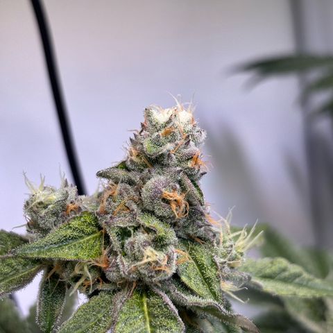 Pink Payton  growlog timeline photo