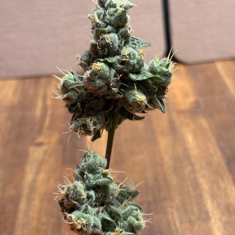 Pink Payton  growlog timeline photo