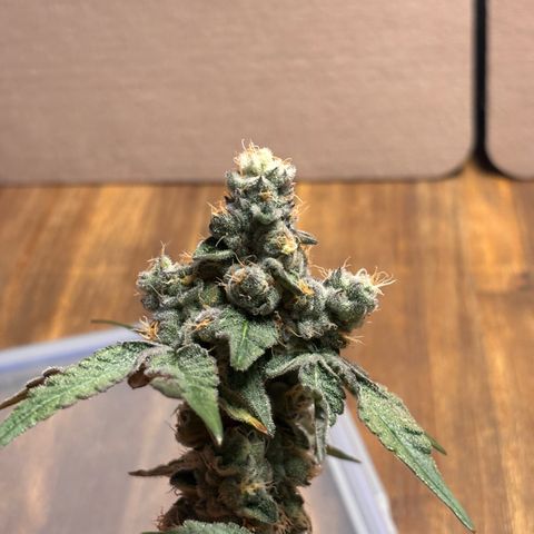 Pink Payton  growlog timeline photo