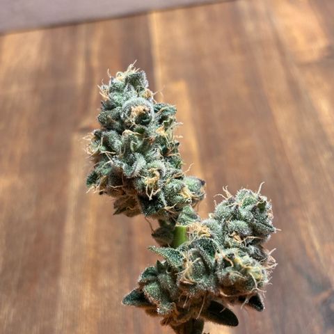 Pink Payton  growlog timeline photo
