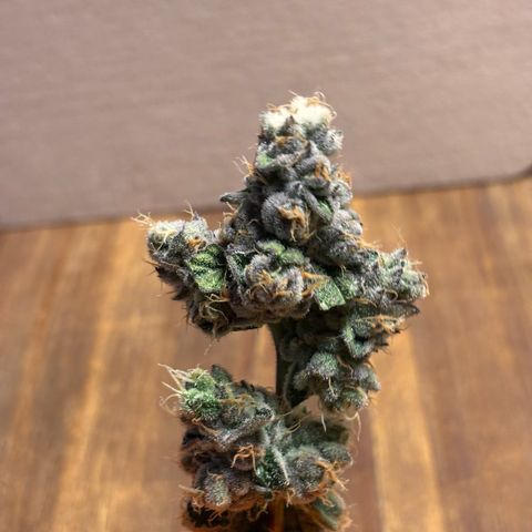 Pink Payton  growlog timeline photo
