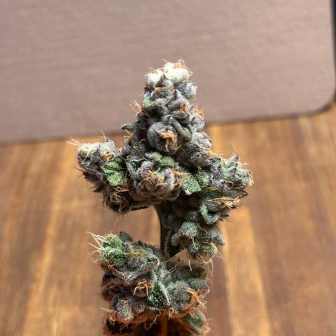 Pink Payton  growlog timeline photo