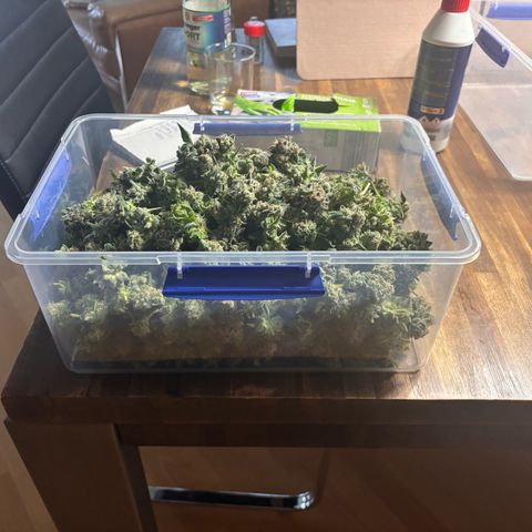 Pink Payton  growlog timeline photo