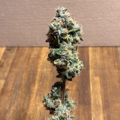 Pink Payton  growlog timeline photo