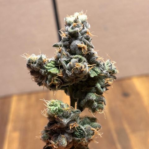 Pink Payton  growlog timeline photo