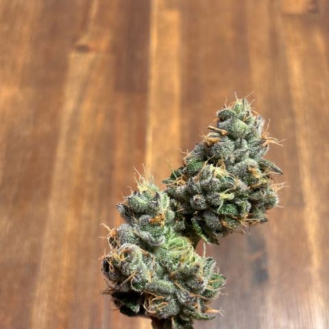 Pink Payton  growlog timeline photo