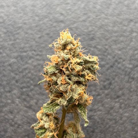Pink Payton  growlog timeline photo