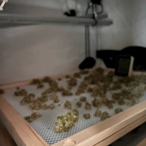 Pink Payton  growlog timeline photo