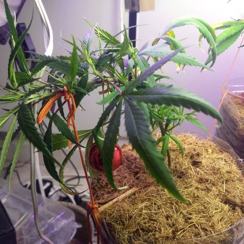 Pren Limão x4 Clones do Abelhao growlog timeline photo