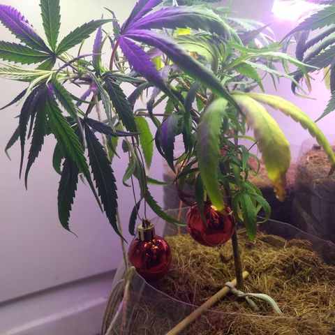 Pren Limão x4 Clones do Abelhao growlog timeline photo