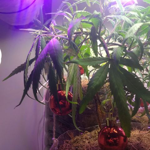 Pren Limão x4 Clones do Abelhao growlog timeline photo