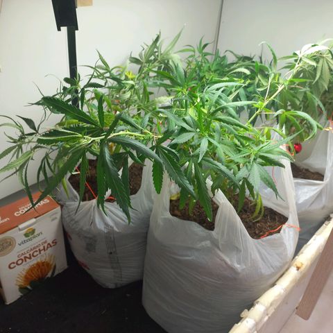 Pren Limão x4 Clones do Abelhao growlog timeline photo