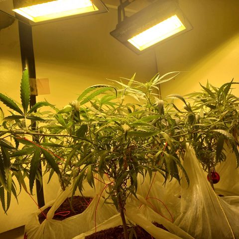 Pren Limão x4 Clones do Abelhao growlog timeline photo