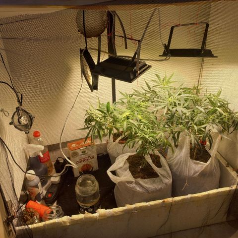 Pren Limão x4 Clones do Abelhao growlog timeline photo