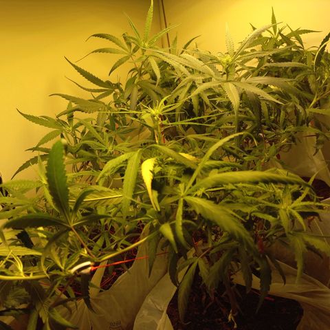 Pren Limão x4 Clones do Abelhao growlog timeline photo