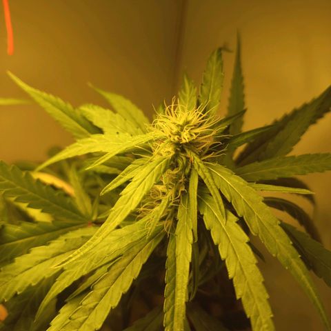 Pren Limão x4 Clones do Abelhao growlog timeline photo
