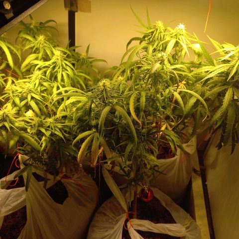Pren Limão x4 Clones do Abelhao growlog timeline photo