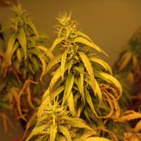 Pren Limão x4 Clones do Abelhao growlog timeline photo