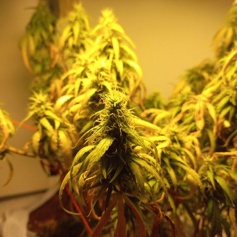 Pren Limão x4 Clones do Abelhao growlog timeline photo