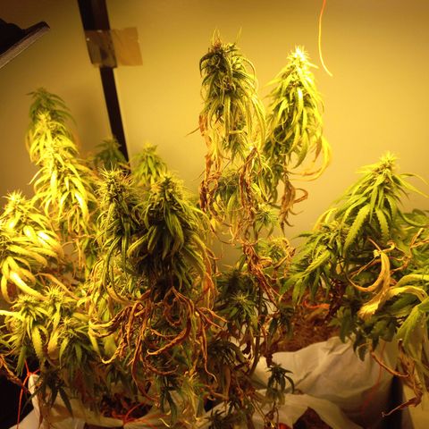 Pren Limão x4 Clones do Abelhao growlog timeline photo