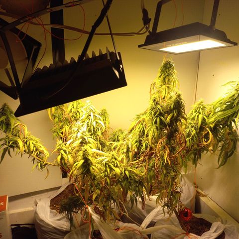 Pren Limão x4 Clones do Abelhao growlog timeline photo