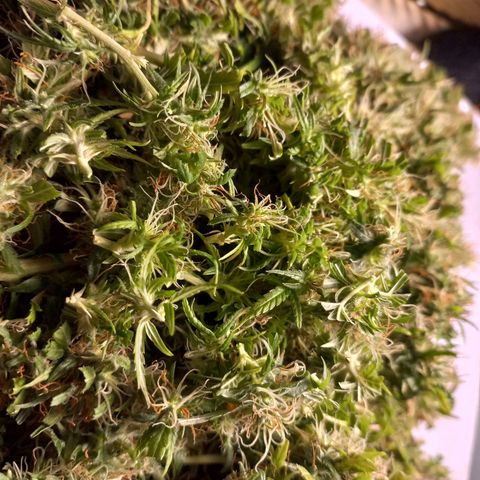 Pren Limão x4 Clones do Abelhao growlog timeline photo