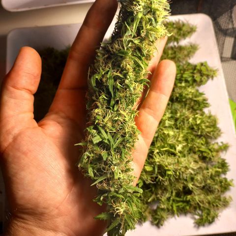 Pren Limão x4 Clones do Abelhao growlog timeline photo