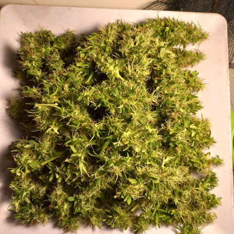 Pren Limão x4 Clones do Abelhao growlog timeline photo
