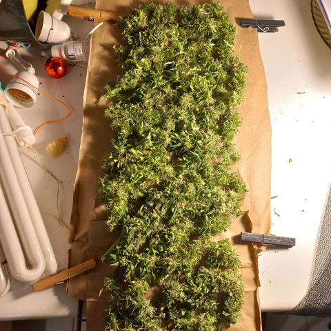 Pren Limão x4 Clones do Abelhao growlog timeline photo