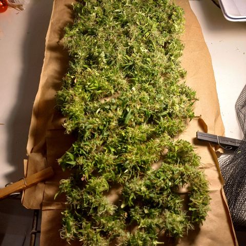 Pren Limão x4 Clones do Abelhao growlog timeline photo