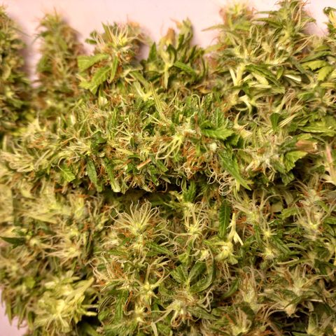 Pren Limão x4 Clones do Abelhao growlog timeline photo