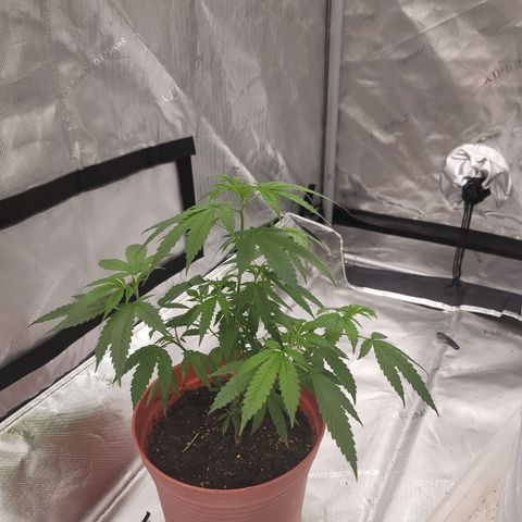 SM Clone #1 growlog timeline photo