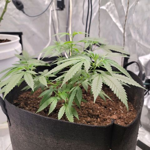 SM Clone #1 growlog timeline photo