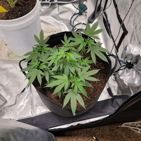 SM Clone #1 growlog timeline photo