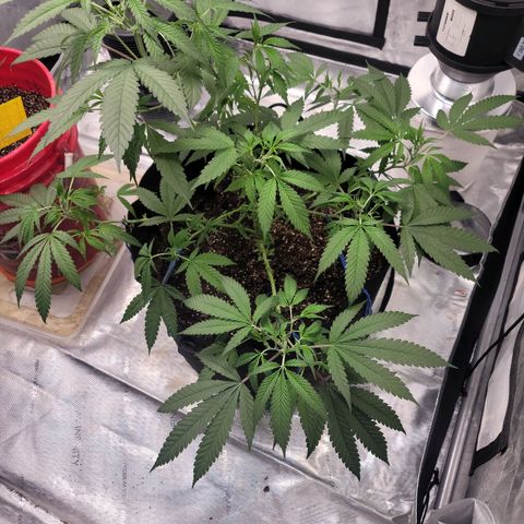 SM Clone #1 growlog photo: 20.5 in