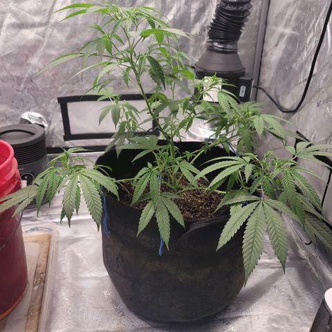 SM Clone #1 growlog photo: 20.5 in