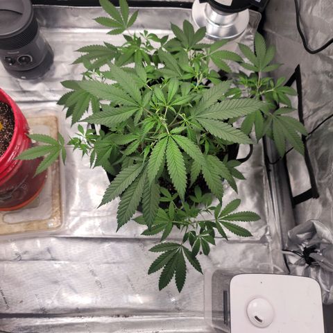SM Clone #1 growlog photo: 20.5 in