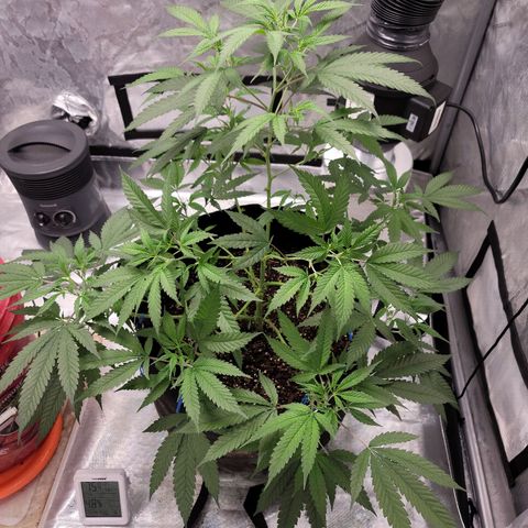 SM Clone #1 growlog timeline photo