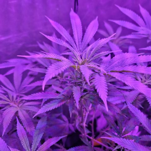 SM Clone #1 growlog timeline photo
