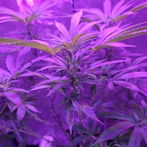 SM Clone #1 growlog timeline photo