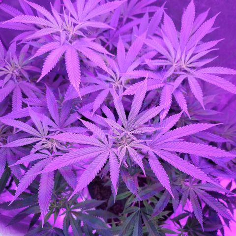 SM Clone #1 growlog timeline photo