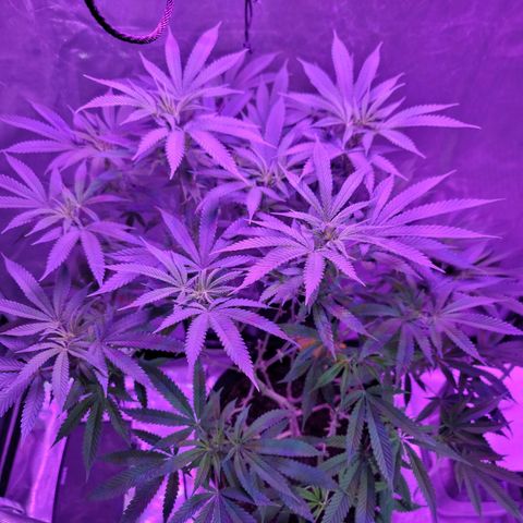 SM Clone #1 growlog timeline photo