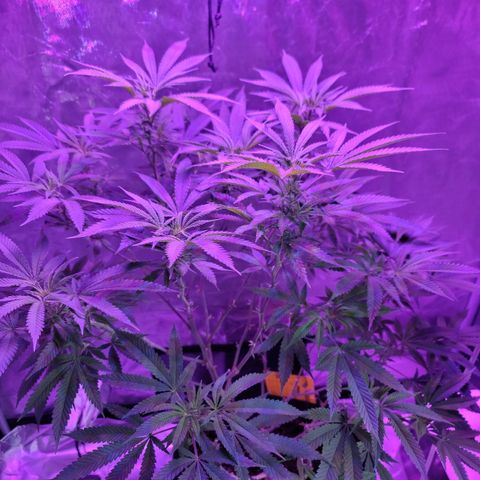 SM Clone #1 growlog timeline photo