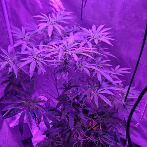 SM Clone #1 growlog photo: Trimmed. Clones taken 