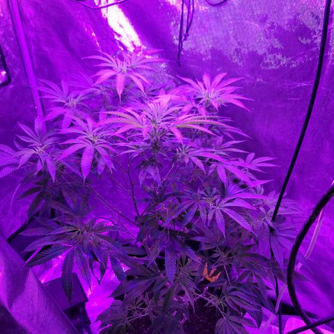 SM Clone #1 growlog photo: Trimmed. Clones taken 