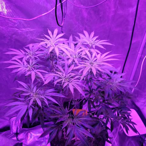 SM Clone #1 growlog photo: Trimmed. Clones taken 