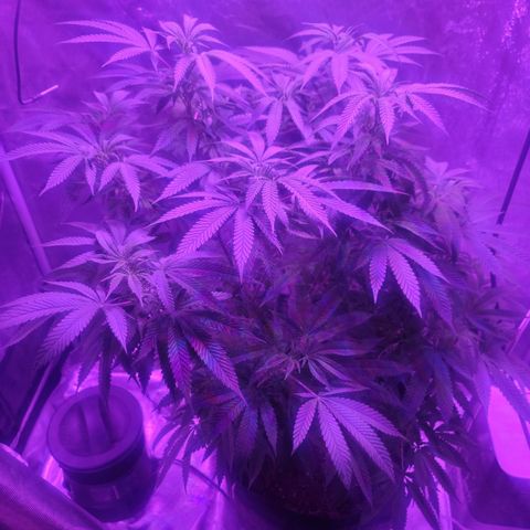 SM Clone #1 growlog timeline photo