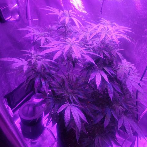 SM Clone #1 growlog timeline photo